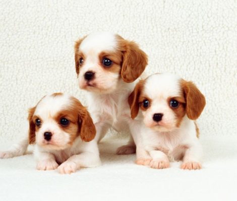 puppiesforsale-content6